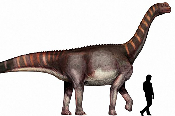 巨型植食恐龙:长生天龙 脖子比例最长的恐龙(是身体2倍)