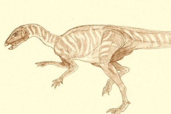 最原始的鸟臀目恐龙：始奔龙 奔跑速度极快(身长仅1米)