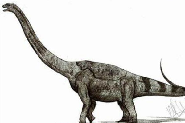 巨型植食恐龙:长生天龙 脖子比例最长的恐龙(是身体2倍)