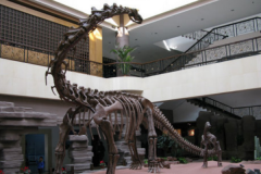 巨型植食蜥脚恐龙：东阳龙 最长高达15.6米(于中国发现)
