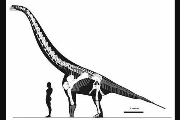 大型蜥脚形恐龙：盘足龙 前肢超长极罕见(足底像圆盘)