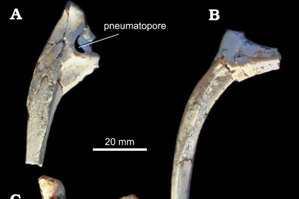 亚洲小型食肉恐龙：单足龙 仅发现一块脚掌骨(形似鸟类)