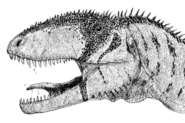 非洲巨型肉食恐龙:始鲨齿龙 牙齿内勾(像匕首一样锋利)