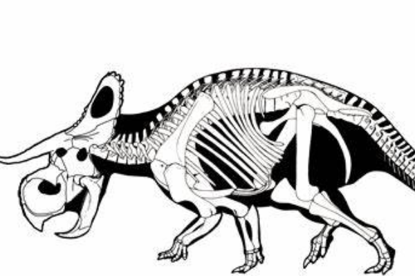 白垩纪植食角龙：野牛龙 仅美国蒙大拿州发现(形似犀牛)