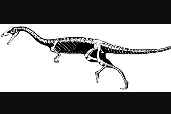 非洲角鼻恐龙：轻巧龙 小腿比大腿长很多(堪称奔跑能手)