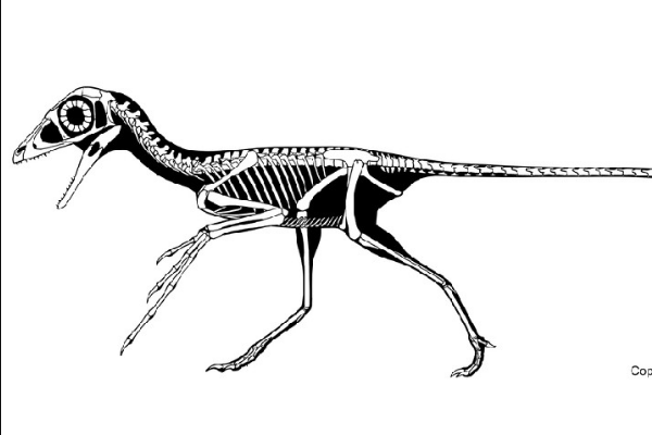 迷你型植食恐龙：树息龙 仅10厘米长(如麻雀大小)