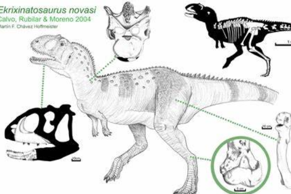 大型肉食恐龙：新爆诞龙 拥有兽脚类恐龙中最宽的嘴巴