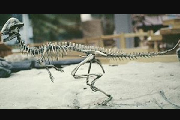 中亚厚头龙科恐龙:费尔干纳头龙 化石仅几颗牙齿