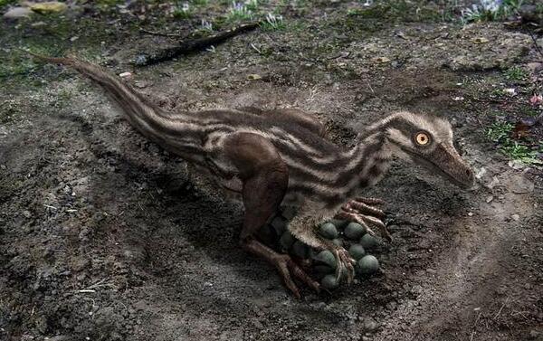 伤齿龙：恐龙中最聪明的存在（长2米/出土于北美洲）