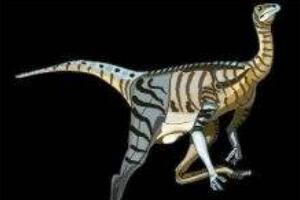 似提姆龙：大洋洲小型食肉恐龙（长3米/距今1.06亿年前）