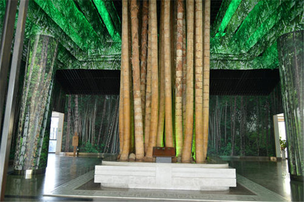 世界上最大的竹子巨龙竹 生长在热带地区的丛生植物