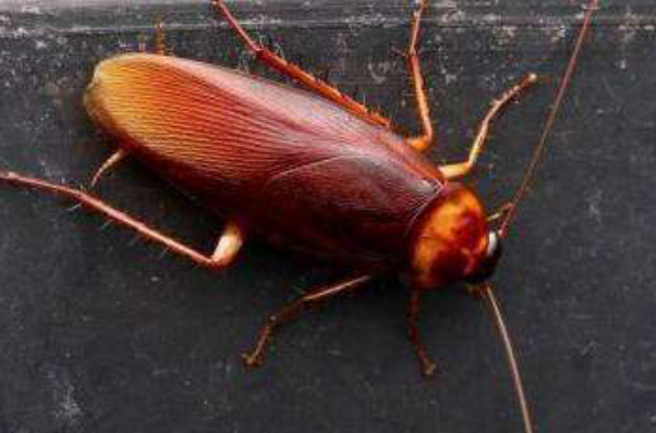 世界上最大最凶的蟑螂：巨无霸蟑螂(体长十厘米)