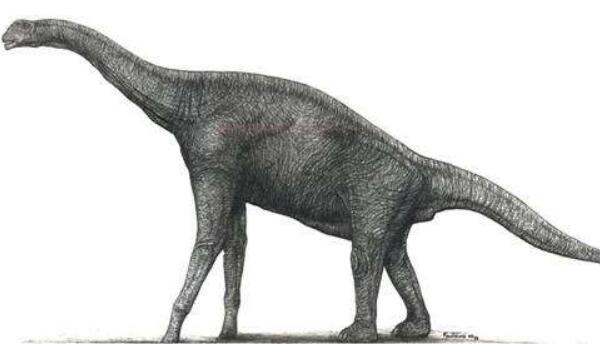 塔邹达龙：非洲大型食草恐龙（长9米/最古老蜥脚类恐龙）
