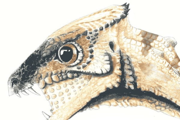 小型厚头龙类:饰头龙 头顶带三角形顶骨(体长仅2米)
