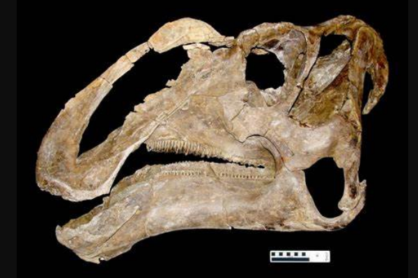 白垩纪鸭嘴龙科:格里芬龙 带有硕大的鼻拱(人称鹰钩鼻)