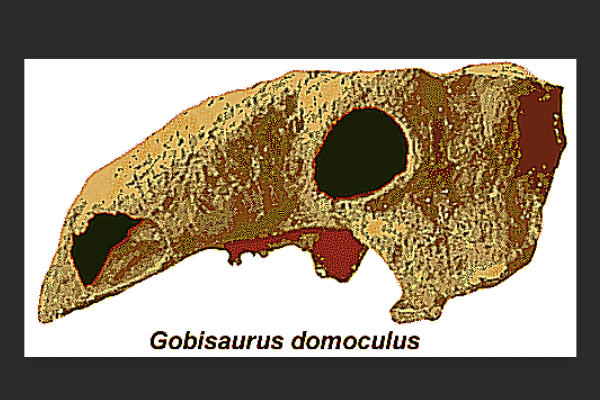 白垩纪甲龙科:戈壁龙 背部遍布尖刺(生活于沙漠地区)