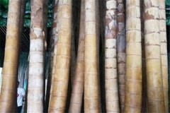 世界上最大的竹子巨龙竹 生长在热带地区的丛生植物