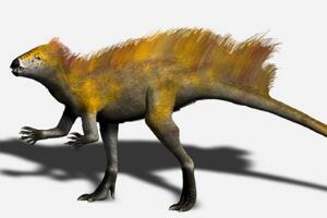 天宇龙：中国小型食肉恐龙（长0.7米/距今1.3亿年前）