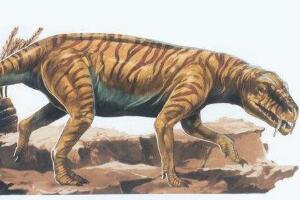 特狈路龙：欧洲小型食草恐龙（化石只有牙齿/体型未知）