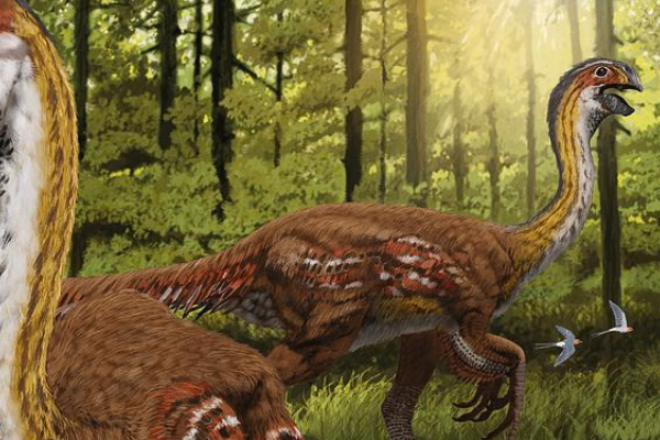 大型似鸟类恐龙:巨盗龙 成年人身高仅相当于它一只小腿