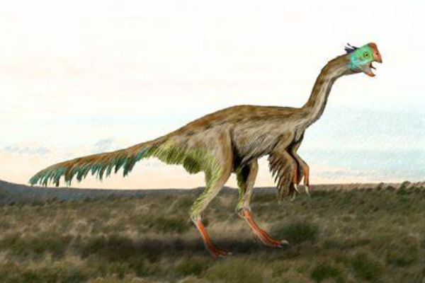 大型似鸟类恐龙:巨盗龙 成年人身高仅相当于它一只小腿