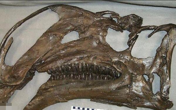 锦州龙：辽宁大型食草恐龙（长7米/距今1.25亿年前）