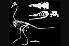 小型驰龙科:胡山足龙 体长只有40厘米(外形酷似鸟类)