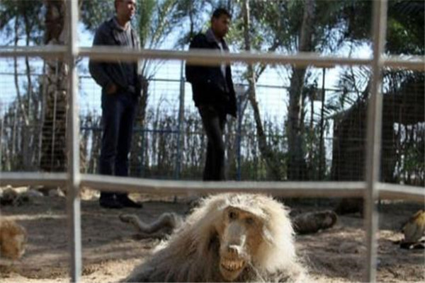 世界最惨动物园在哪里 为什么它是最惨的动物园