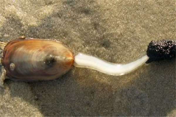 世界现存于世的最古老生物之一 舌形贝（贝壳的一种）