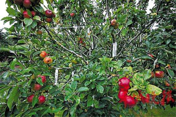 世界上能长出最多品种的果树 一棵树能长250种不同苹果