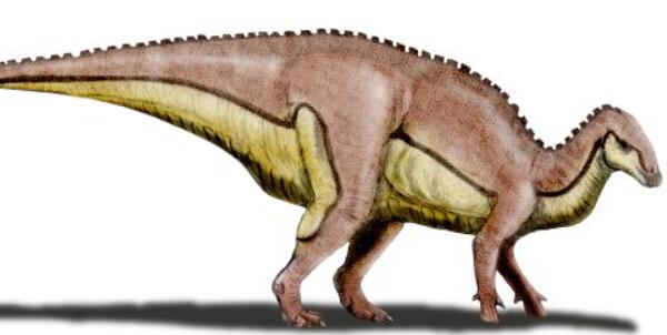 乌拉噶龙：黑龙江大型食草恐龙（长10米/距今6500万年前）