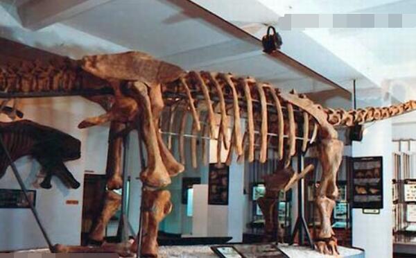 后凹尾龙：蒙古国大型恐龙（长10.5米/距今6500万年前）