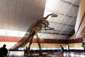 诸城龙：世界最大的鸭嘴龙属种恐龙（16.6米/中国山东）