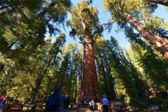 世界上最大的树到底有多重 雪曼将军树（高达2800吨）