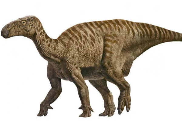 大型鸟脚类恐龙:禽龙 体长10米(奔跑仅用后两足)