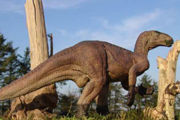 大型鸟脚类恐龙:禽龙 体长10米(奔跑仅用后两足)