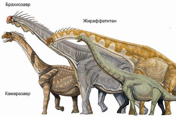 巨型蜥脚类恐龙:伊希斯龙 体长可达18米(脖子极短)
