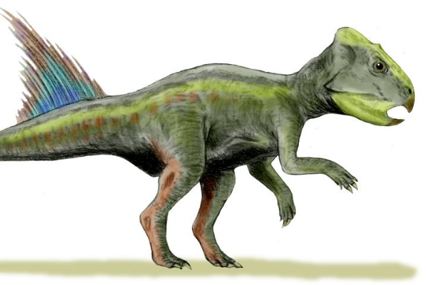 白垩纪恐龙:红山龙 发掘于中国内蒙古(带有鹦鹉状鸟嘴)
