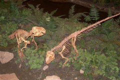 白垩纪恐龙:红山龙 发掘于中国内蒙古(带有鹦鹉状鸟嘴)