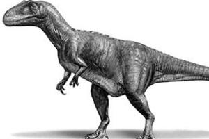 吉兰泰龙：中国大型食肉恐龙（长13米/距今8900万年前）