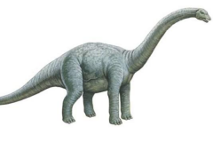 巨型蜥脚类:简棘龙 体长最大达20米(缺乏颅骨化石)