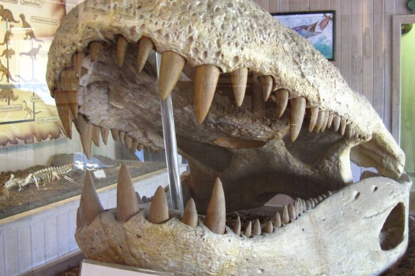 中型肉食恐龙:印度龙 体长6米(诞生于7千万年前)