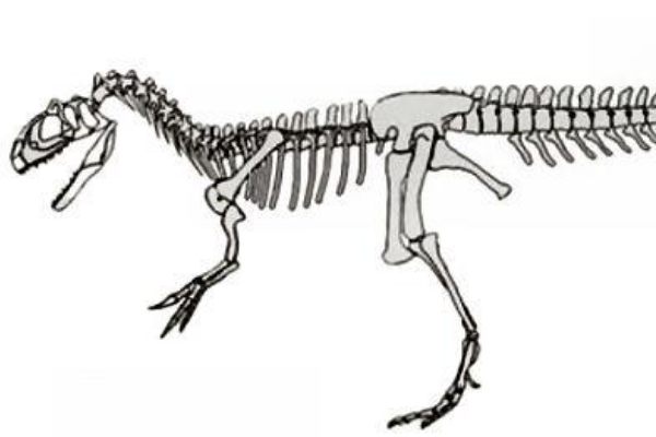 中型侏罗纪恐龙:髂鳄龙 体长4-5米(诞生于1亿6千万年前)