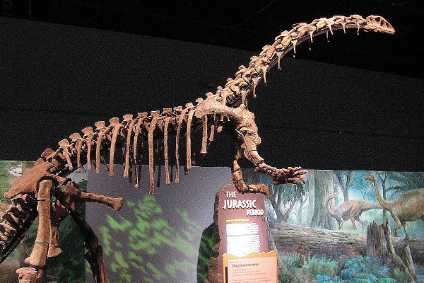 原始蜥脚类恐龙:金山龙 体长仅5-6米(发现于中国云南)