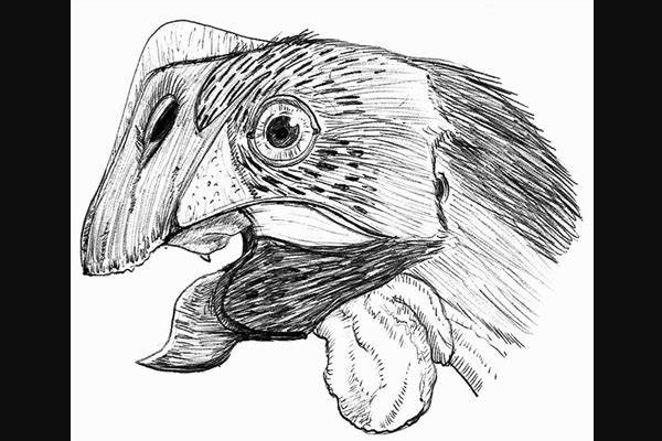 小型窃蛋龙:可汗龙 体长仅1.2米(带有羽毛和喙状嘴)