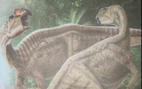 木他龙：澳大利亚大型食草恐龙（长7米/距今9750万年前）