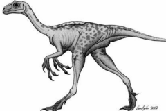 双足食肉恐龙:彩蛇龙 体长2米(化石仅一根破碎胫骨)
