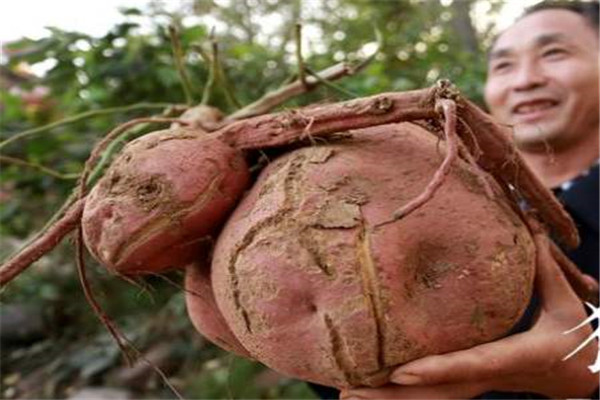 世界上最大的番薯 中国烟台科学院培育的（二十三公斤）