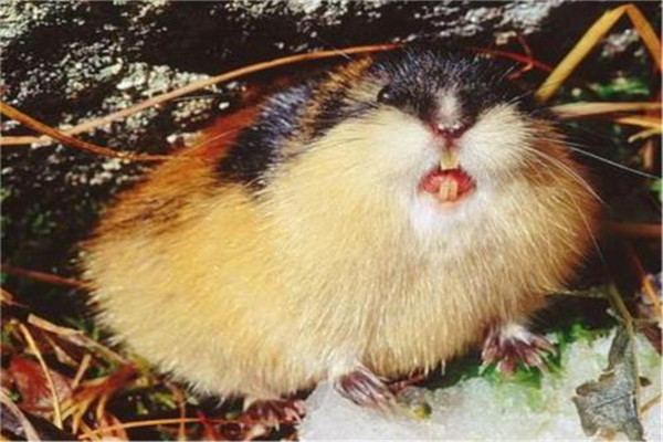 世界上最能生的动物 繁殖能力超强是仓鼠中最厉害的