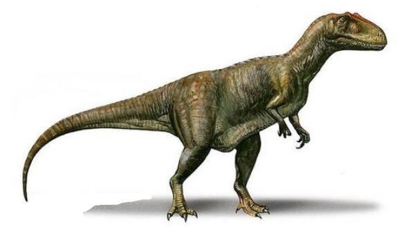 气腔龙：阿根廷大型食肉恐龙（长9米/距今8400万年前）